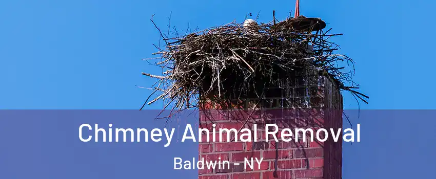  Chimney Animal Removal Baldwin - NY