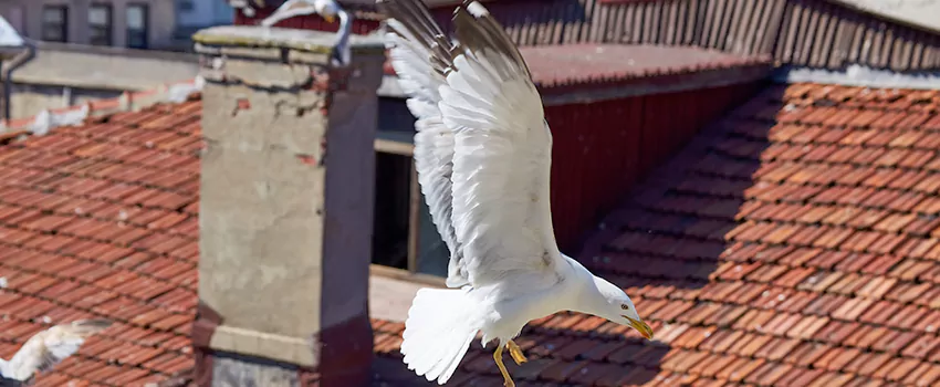 Residential Chimney Animal Removal Solution in Baldwin, NY